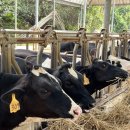 동창목장 이미지