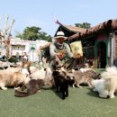 고양이 기숙사 이미지