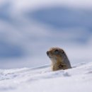 지구온난화로 암컷 북극 땅다람쥐 ‘독수공방’한다 이미지