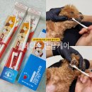 별이와콩이 | 강아지칫솔 추천 페디슨 덴탈케어 소형견 양치 후기