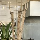 모리우동 이미지