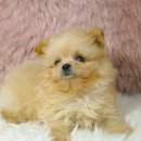 제시카 켄넬 이미지