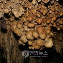 평창 섭동굴 이미지