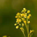 내리저수지 이미지