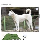 강형욱도 처음 보는 진돗개 이미지