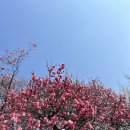 매화도서관 | 매화꽃 피는, 봉은사❤️
