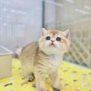 김해 해피몽 김해강아지분양 고양이분양 이미지