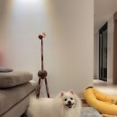 개냥이아울렛 이미지