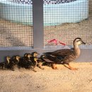 인천광역시 야생동물구조관리센터 이미지