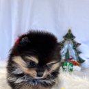 프리펫 강아지분양 고양이분양 천안본점 이미지