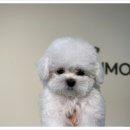 부산강아지분양 디몽 광안리본점 이미지