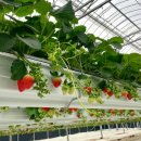 교동농장 이미지