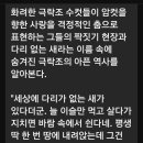 천국의새(극락조)동영상 이미지