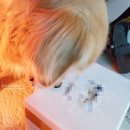 너만멍냥 이미지