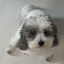 티플러스동물메디컬센터 이미지