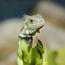 이구아나 이미지