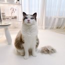 국제크릴 | 고양이 오메가3, 털빠짐에 도움이 되는 영양제일까?