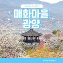 매화마을사거리.매화마을2단지 | 전남 여행지 추천 매화 명소 광양 가볼만한곳 광양 매화마을 축제