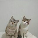 야옹야옹 이미지