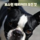 애완강아지 이미지