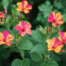 노을따라 이미지