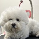 은봉애견 이미지