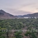 적송 Daum카페