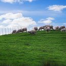 봉우리목장 이미지