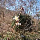 한파속 화목원에 핀 철없는 길마가지나무꽃 이미지