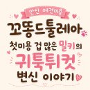 은가위소리미용실 | 안산 강아지미용 꼬똥드툴레아 밀키 털엉킴 해결하고 전체가위컷 진행한 후기