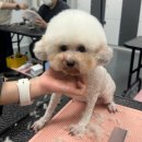 저스트미용학원 | 애견미용사의 꿈, 여기서 시작하세요 부산애견미용학원 저스트애견미용학원