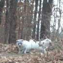 멍멍이가족 이미지