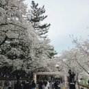 2024 경주 대릉원돌담길 벚꽃축제 | 경주 대릉원 돌담길 벚꽃축제 실시간 후기(벚꽃 만개 현황, 벚꽃명소, 주차장 정보)