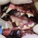 동주동물병원 이미지