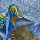 지에스25 S9개화역점 | 올림픽공원 벚꽃 실시간 개화 현황! 피크닉 필수템 순하리 제로