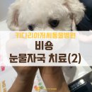 태백동물병원 | 비숑 알러지로인한 눈물자국 치료 후기 – 재방문으로 확인한 완치 상태 원주 키다리아저씨동물병원