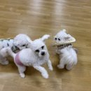 어썸 강아지 호텔 & 목욕 이미지