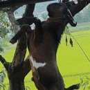 까망흑염소농장 이미지