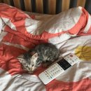 실버캐슬 캐터리 이미지