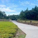 밭다실농원 | [제주 서귀포]서귀다원 제주 유기농 푸른 녹차밭 속 찻집