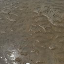 C mania PC (영도) | 서울근교바다 방아머리해변 갯벌체험가능 ft 물때확인방법