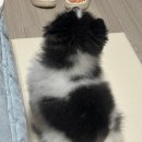 몽개몽개 이미지