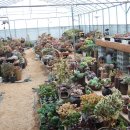 다육세상 이미지