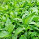 부지깽이 이미지