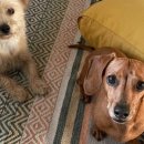 죽산농협주유소 이미지