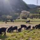 늘푸른 흑염소 가든 이미지