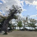 강변오리 이미지