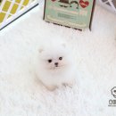 화이트포메라니안 이미지