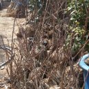 블랙커런트와 아로니아 이미지