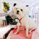 와글송송 | [청담] 강남 애견동반식당 이라피 간단 후기